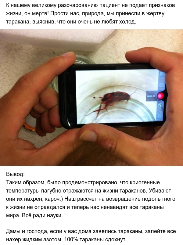 Тараканы и экстремально низкие температуры