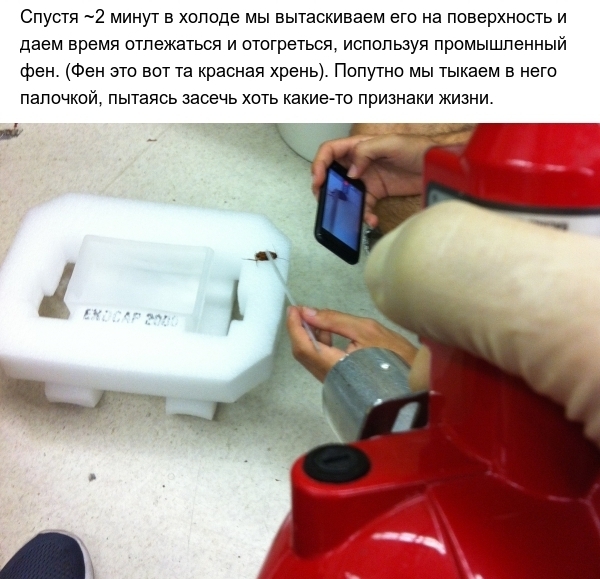 Тараканы и экстремально низкие температуры