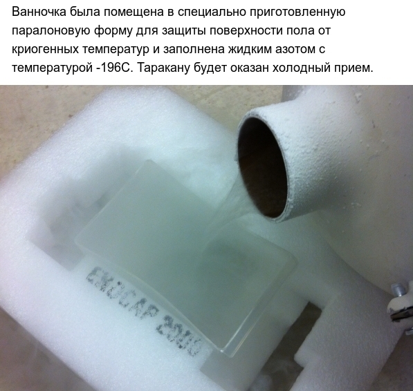 Тараканы и экстремально низкие температуры