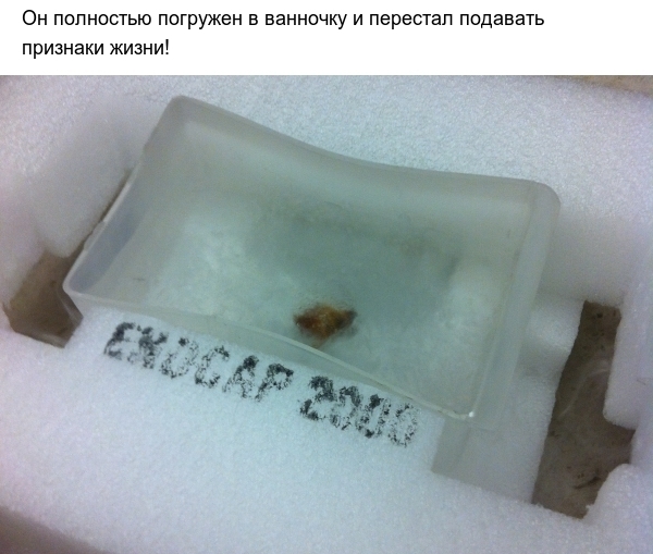 Тараканы и экстремально низкие температуры