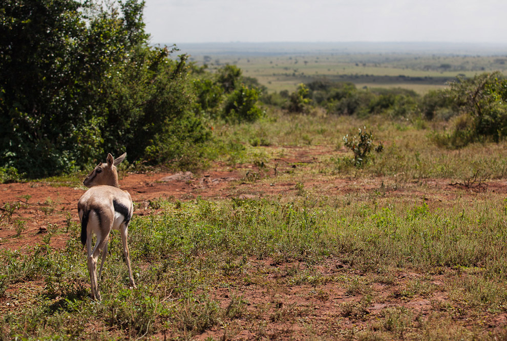 Слоновий приют в Кении