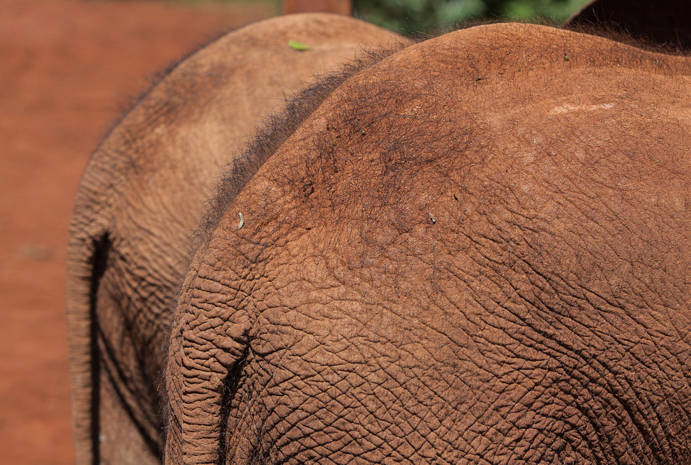 Слоновий приют в Кении