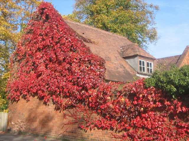 Осенние дома, заросшие плющем (13 фото)
