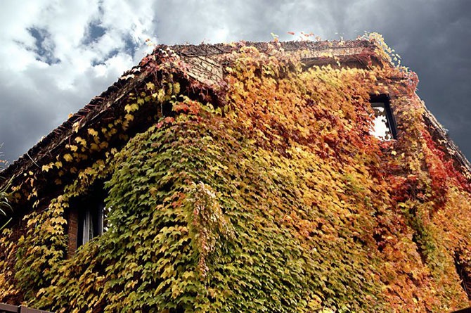 Осенние дома, заросшие плющем (13 фото)