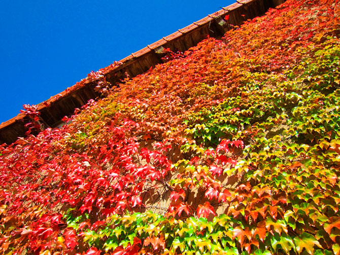 Осенние дома, заросшие плющем (13 фото)