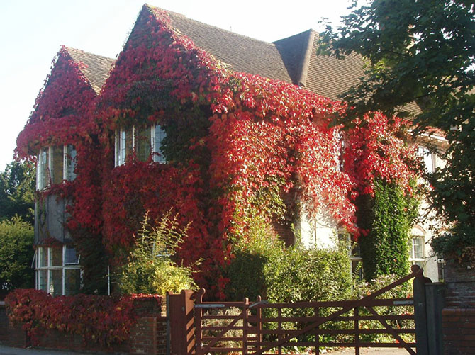 Осенние дома, заросшие плющем (13 фото)