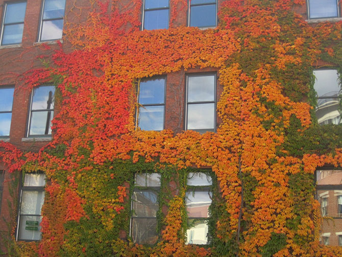 Осенние дома, заросшие плющем (13 фото)