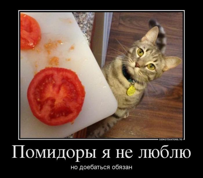 Демтиваторы (63 фото)