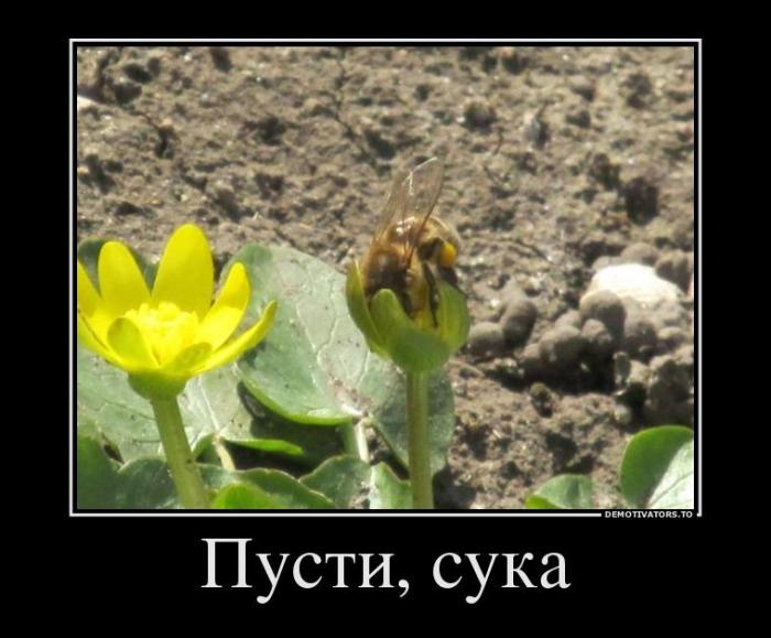 Демтиваторы (63 фото)