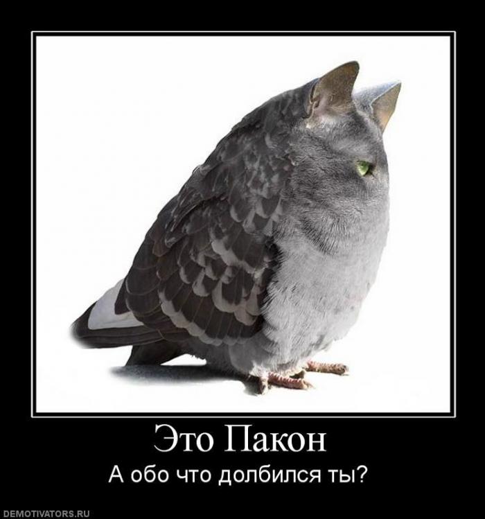 Демтиваторы (63 фото)