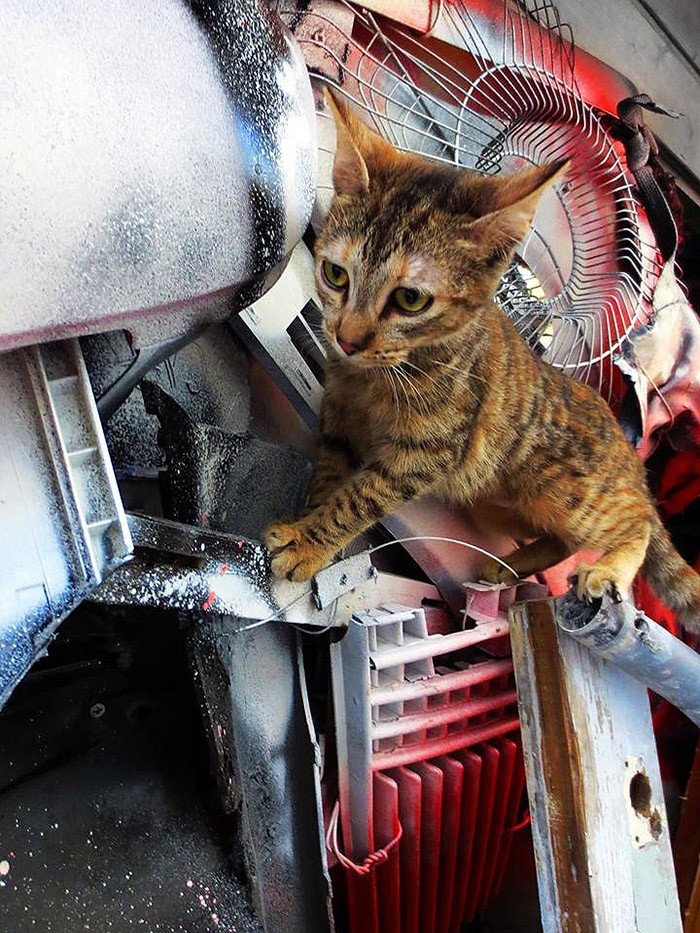 Стрит-арт сделанных целиком из мусора