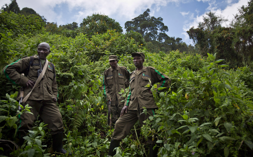 Горные гориллы из Руанды