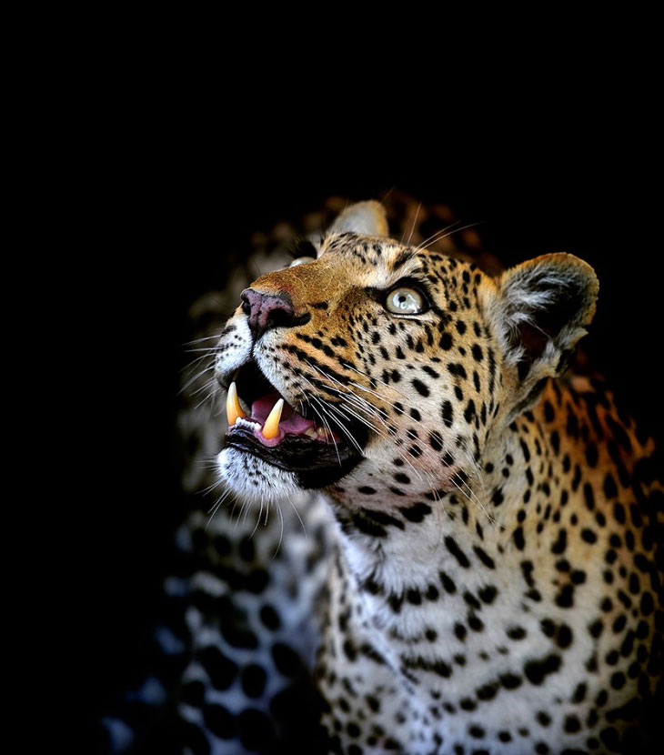 Леопарды из Ботсваны