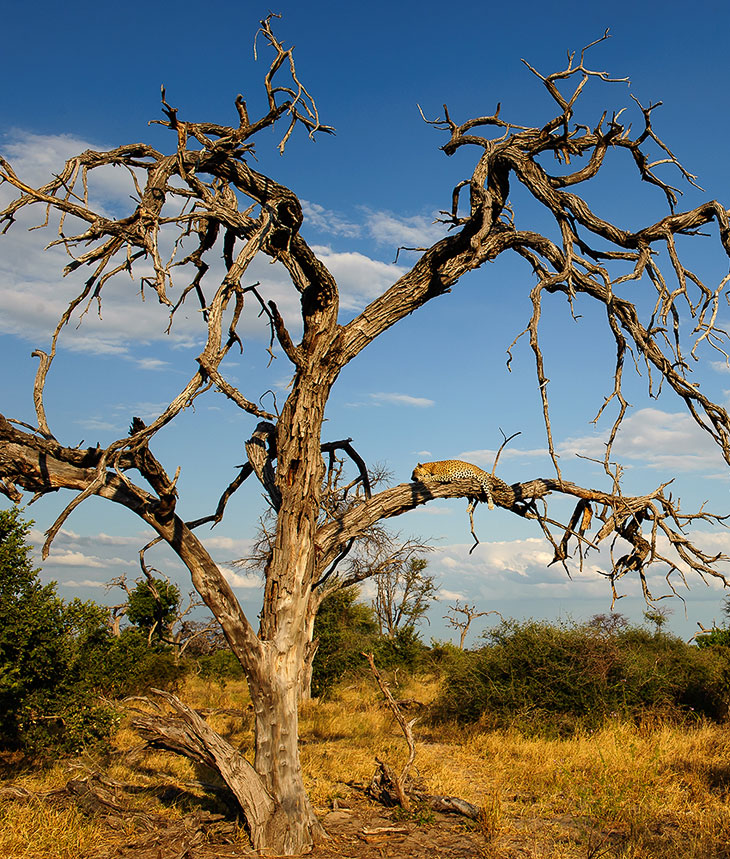Леопарды из Ботсваны