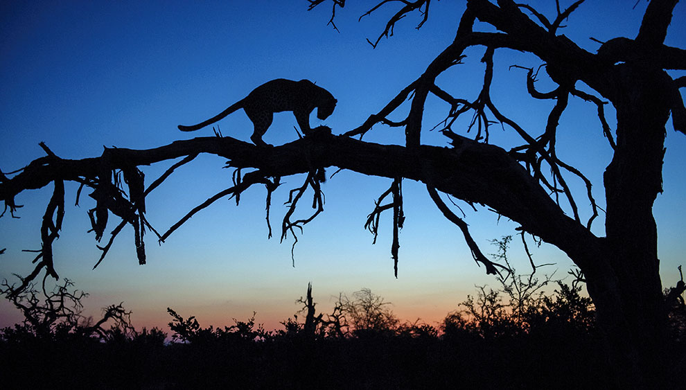 Леопарды из Ботсваны