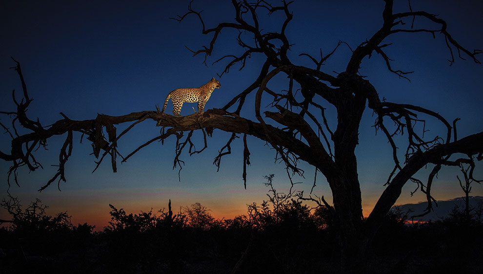 Леопарды из Ботсваны