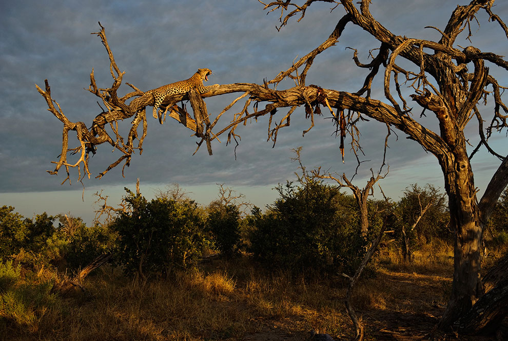 Леопарды из Ботсваны