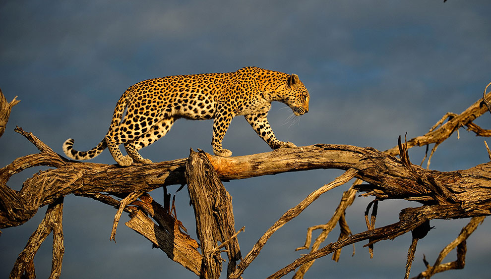 Леопарды из Ботсваны
