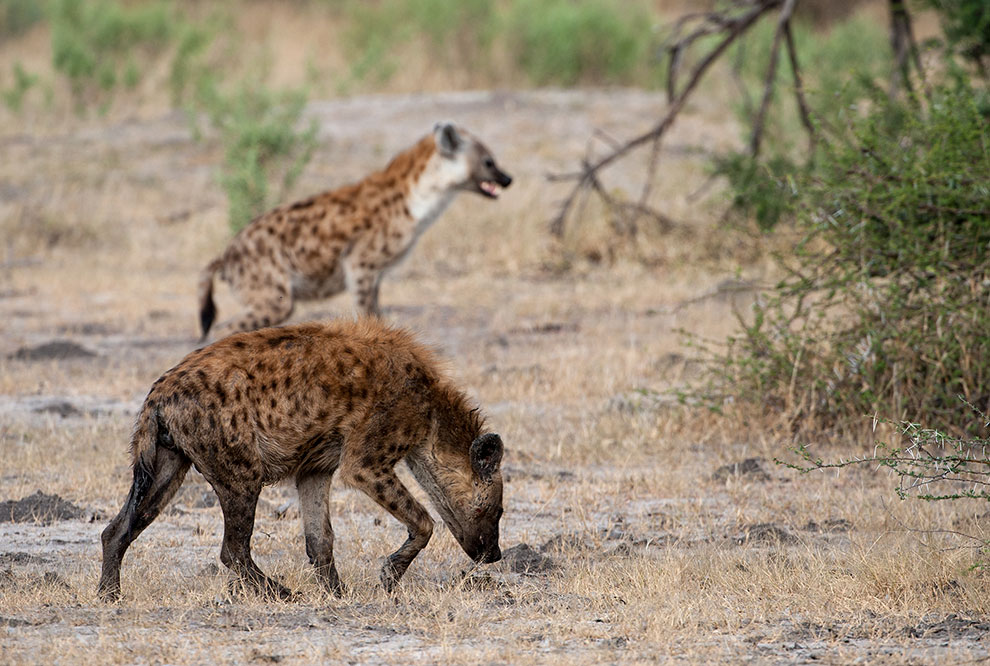 Леопарды из Ботсваны