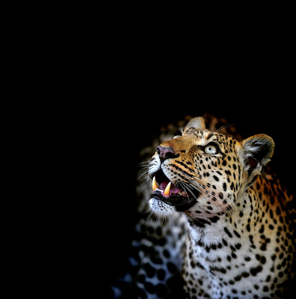 Леопарды из Ботсваны