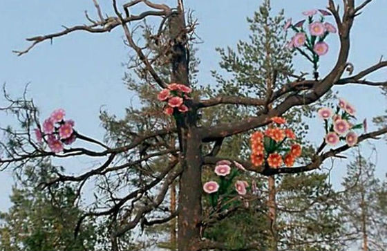 9 фактов о фильме «Любовь и голуби» 9 фактов о фильме «Любовь и голуби»