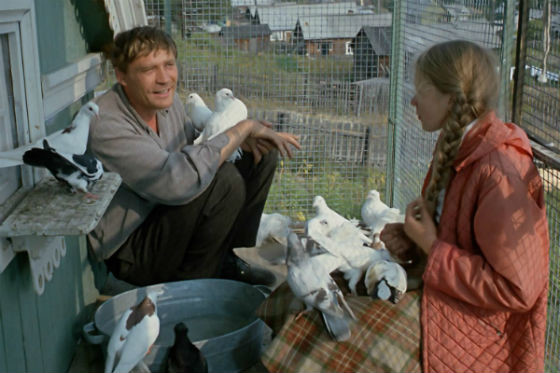 9 фактов о фильме «Любовь и голуби» 9 фактов о фильме «Любовь и голуби»