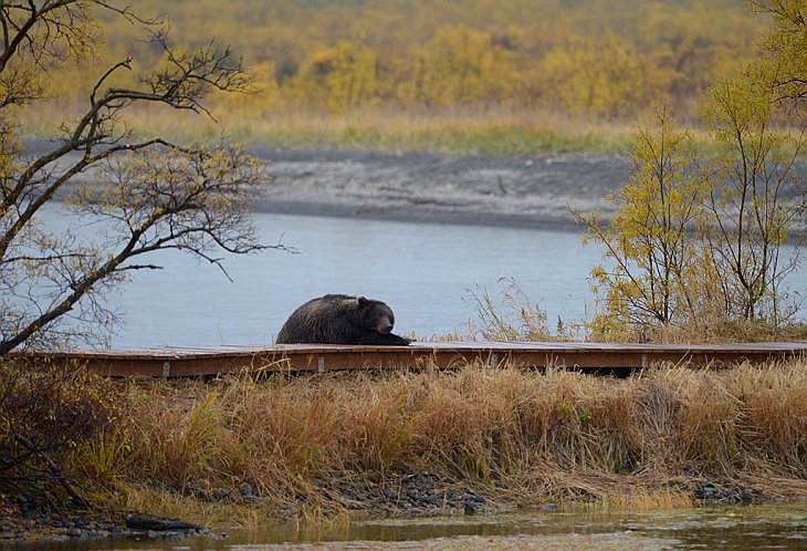 Медведи на Камчатке. Часть 2 Медведи на Камчатке. Часть 2