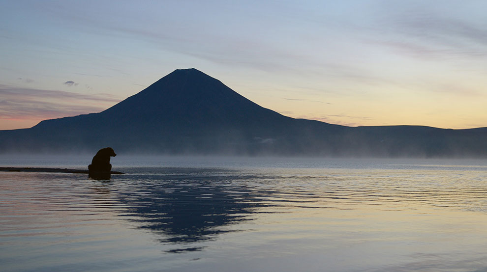 Медведи на Камчатке. Часть 2 Медведи на Камчатке. Часть 2