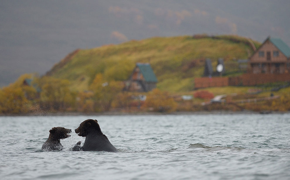 Медведи на Камчатке. Часть 2 Медведи на Камчатке. Часть 2