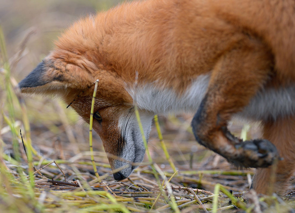 Медведи на Камчатке. Часть 2 Медведи на Камчатке. Часть 2