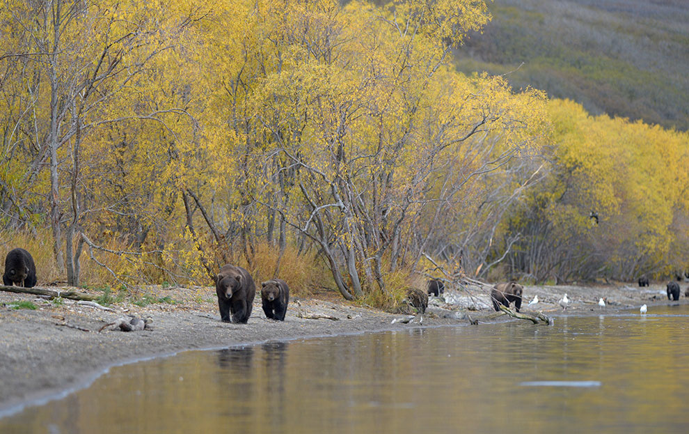 Медведи на Камчатке. Часть 2 Медведи на Камчатке. Часть 2
