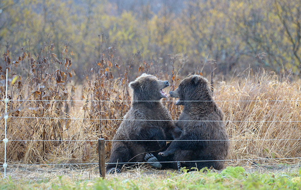 Медведи на Камчатке. Часть 2 Медведи на Камчатке. Часть 2
