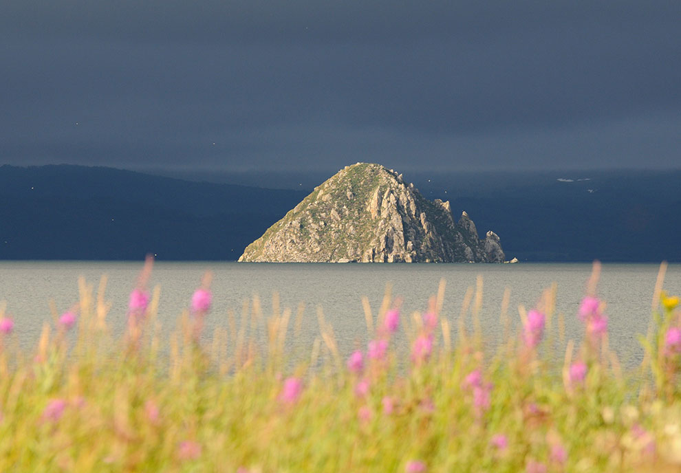 Медведи на Камчатке. Часть 2 Медведи на Камчатке. Часть 2
