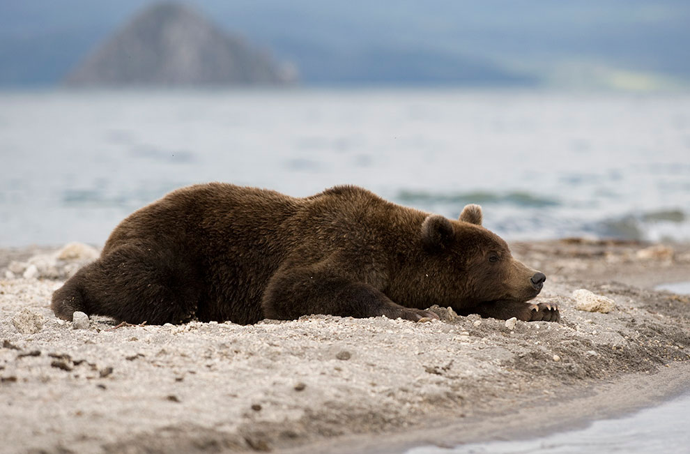 Медведи на Камчатке. Часть 2 Медведи на Камчатке. Часть 2