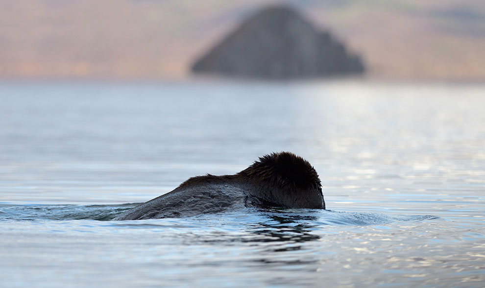 Медведи на Камчатке. Часть 2 Медведи на Камчатке. Часть 2