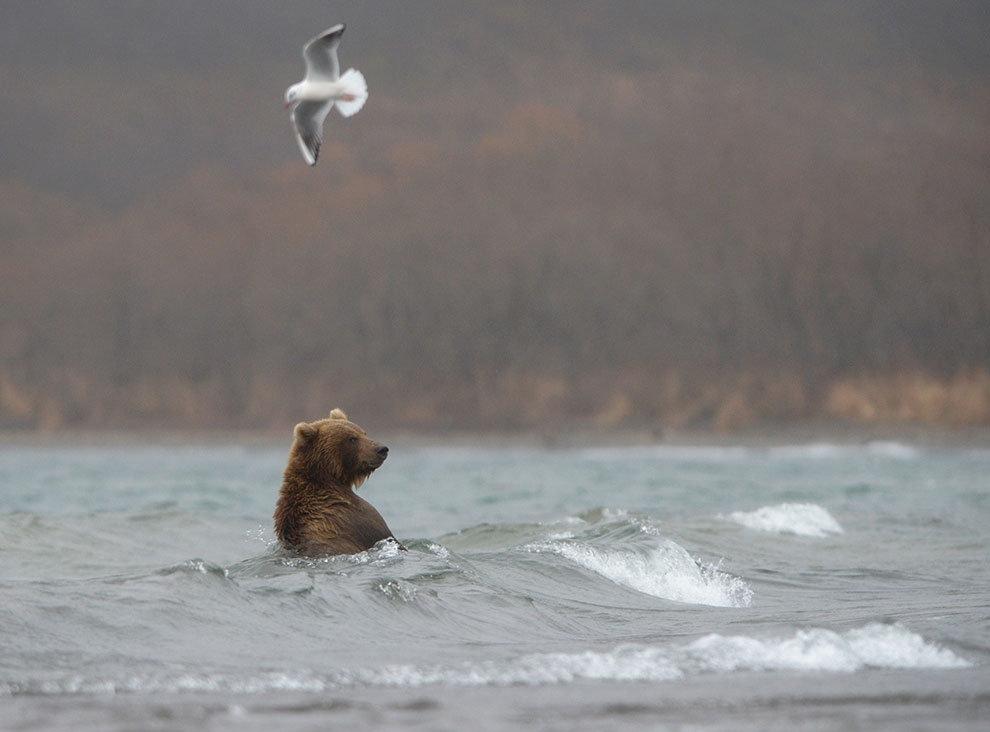 Медведи на Камчатке. Часть 2 Медведи на Камчатке. Часть 2