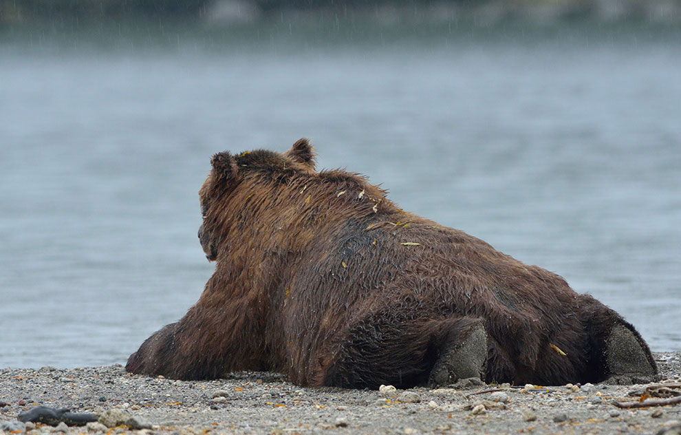 Медведи на Камчатке. Часть 2 Медведи на Камчатке. Часть 2