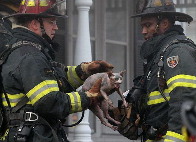 Прикольные картинки