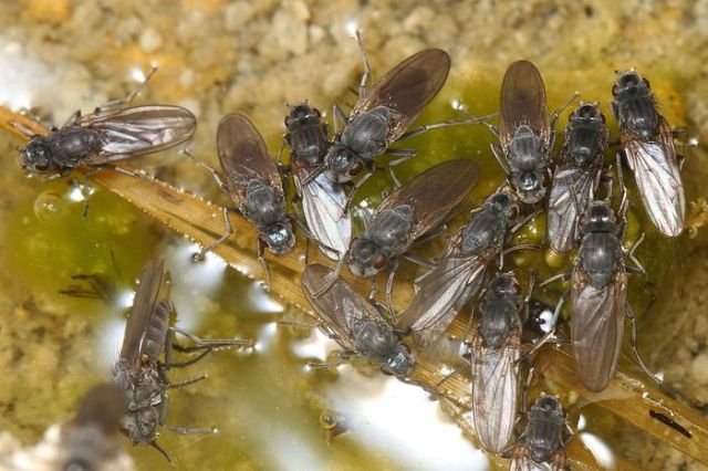 Мухи-аквалангисты из США