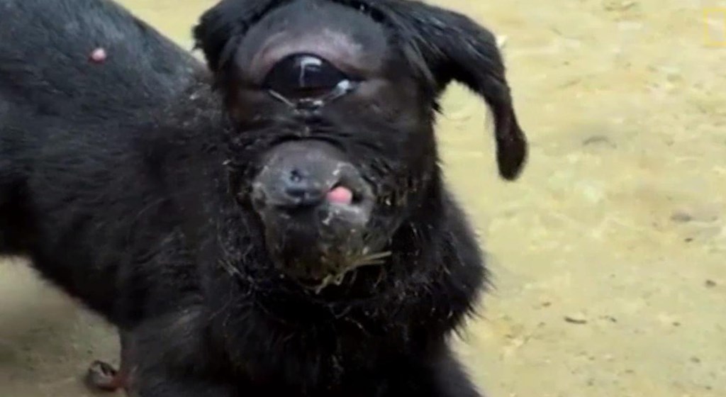 Ядовитые цветочки, женщина-биооружие и ангельское сияние бактерий или несколько забавных случаев, когда природа отвесила звонкую пощечину мистике Ядовитые цветочки, женщина-биооружие и ангельское сияние бактерий или несколько забавных случаев, когда природа отвесила звонкую пощечину мистике