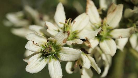 Ядовитые цветочки, женщина-биооружие и ангельское сияние бактерий или несколько забавных случаев, когда природа отвесила звонкую пощечину мистике Ядовитые цветочки, женщина-биооружие и ангельское сияние бактерий или несколько забавных случаев, когда природа отвесила звонкую пощечину мистике