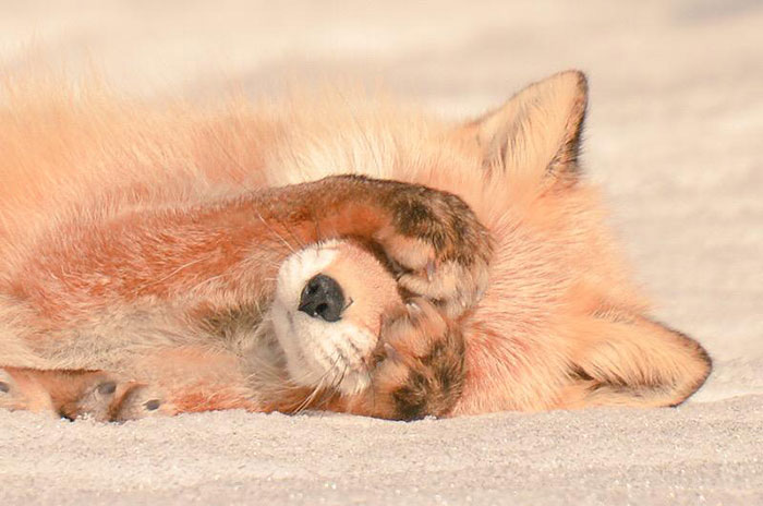 Самые мимишные животные с острова Хоккайдо Самые мимишные животные с острова Хоккайдо