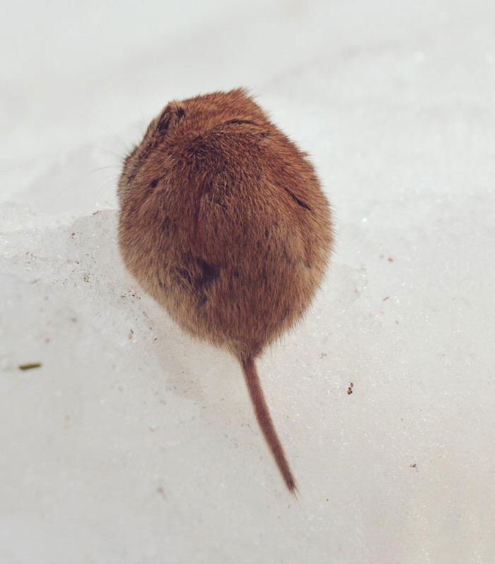 Самые мимишные животные с острова Хоккайдо Самые мимишные животные с острова Хоккайдо