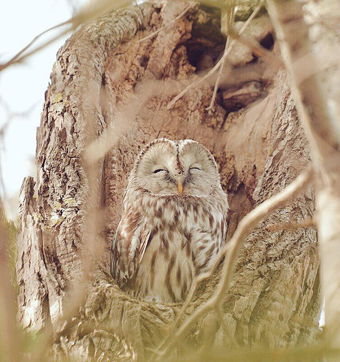 Самые мимишные животные с острова Хоккайдо Самые мимишные животные с острова Хоккайдо