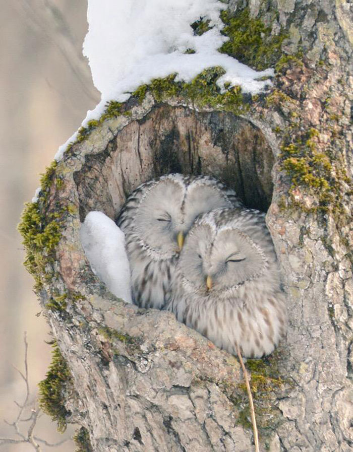 Самые мимишные животные с острова Хоккайдо Самые мимишные животные с острова Хоккайдо