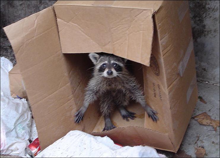 Кучка воскресных картинок