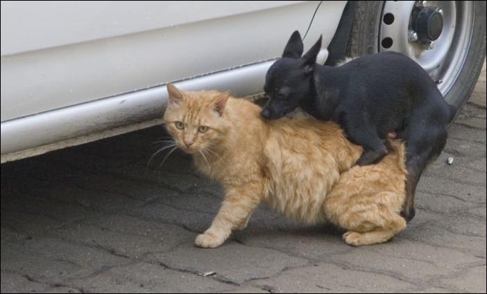 Кучка воскресных картинок