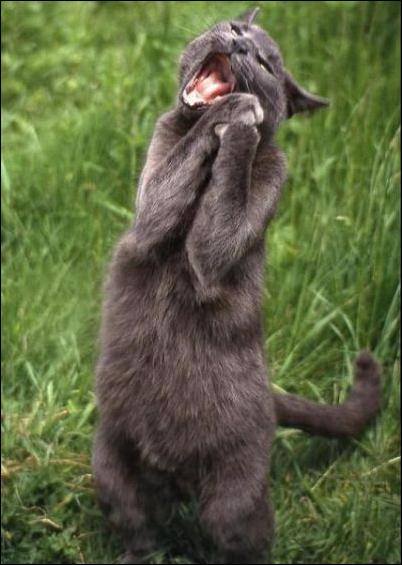 Кучка воскресных картинок