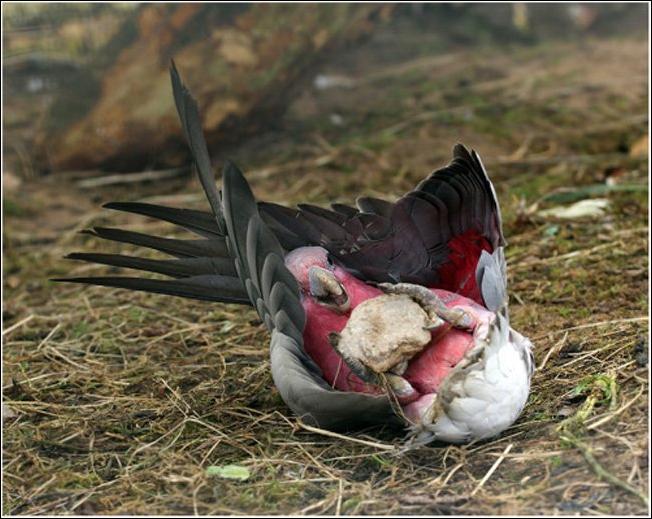 Кучка воскресных картинок