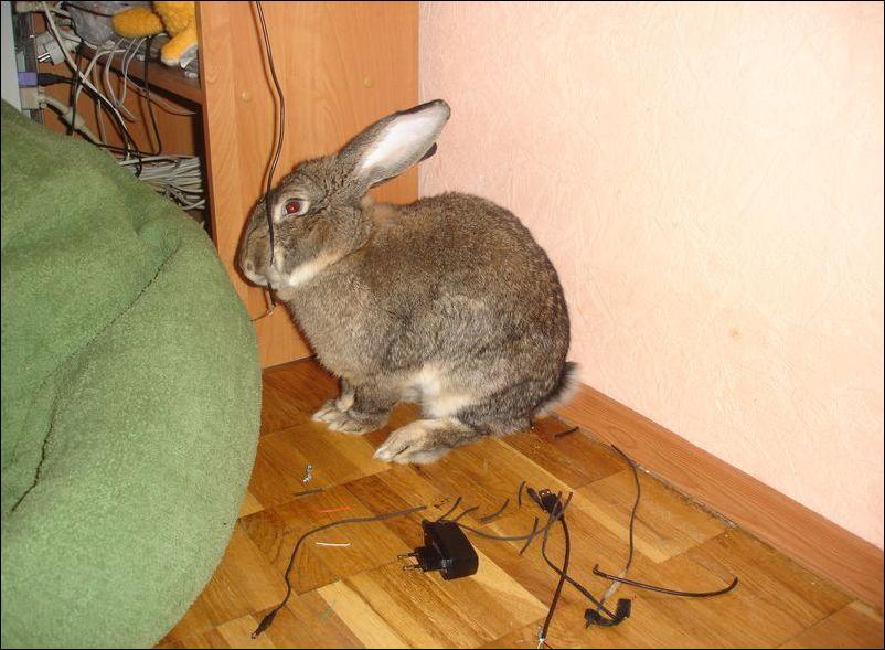 Кучка воскресных картинок